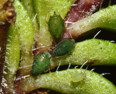 Thyme Aphids - Pestipedia