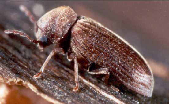 Timber Beetles - Pestipedia