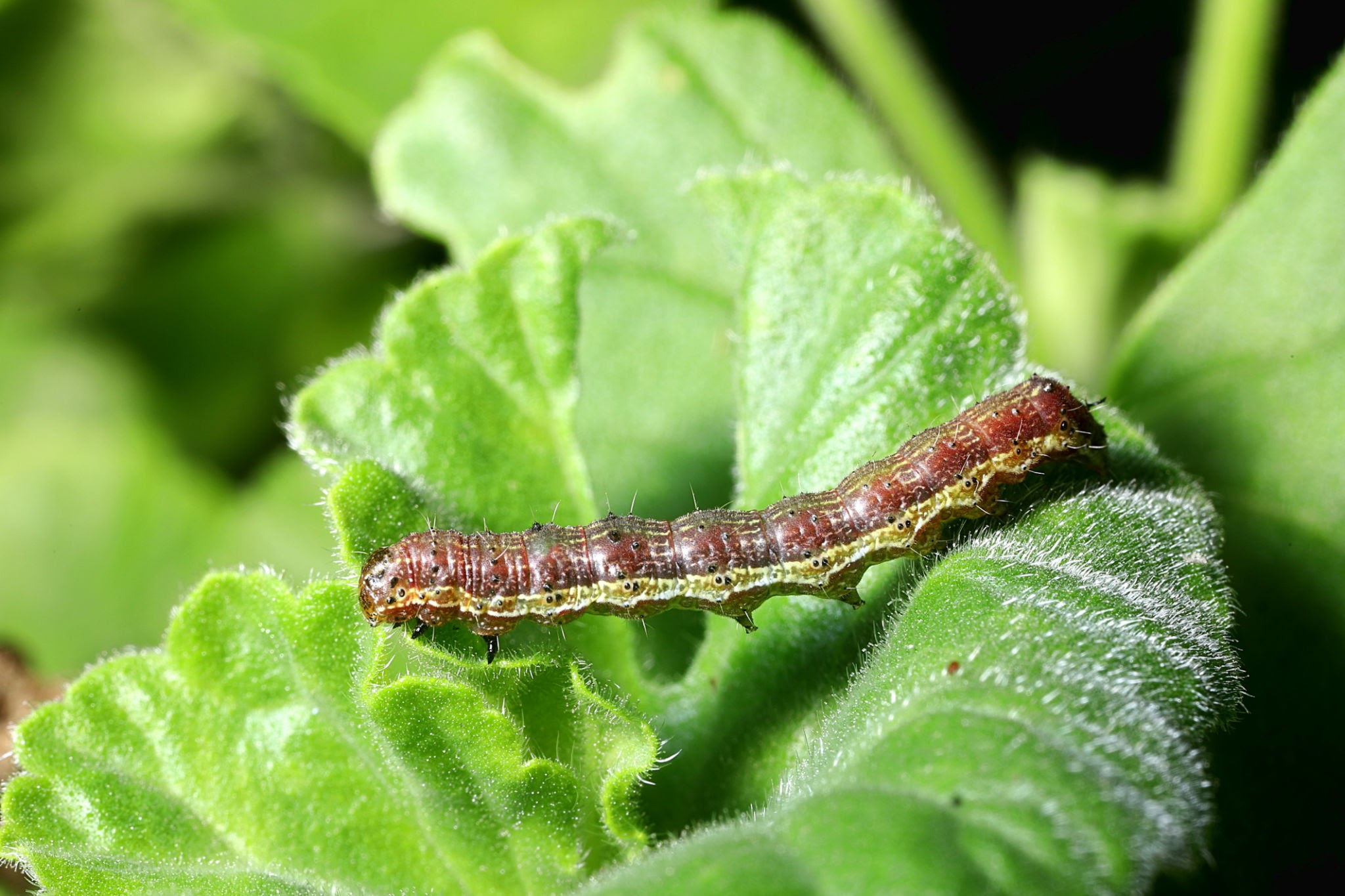 Tobacco Budworms - Pestipedia
