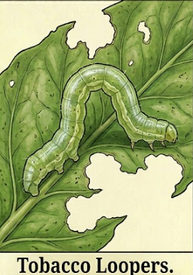 Tobacco Loopers - Pestipedia