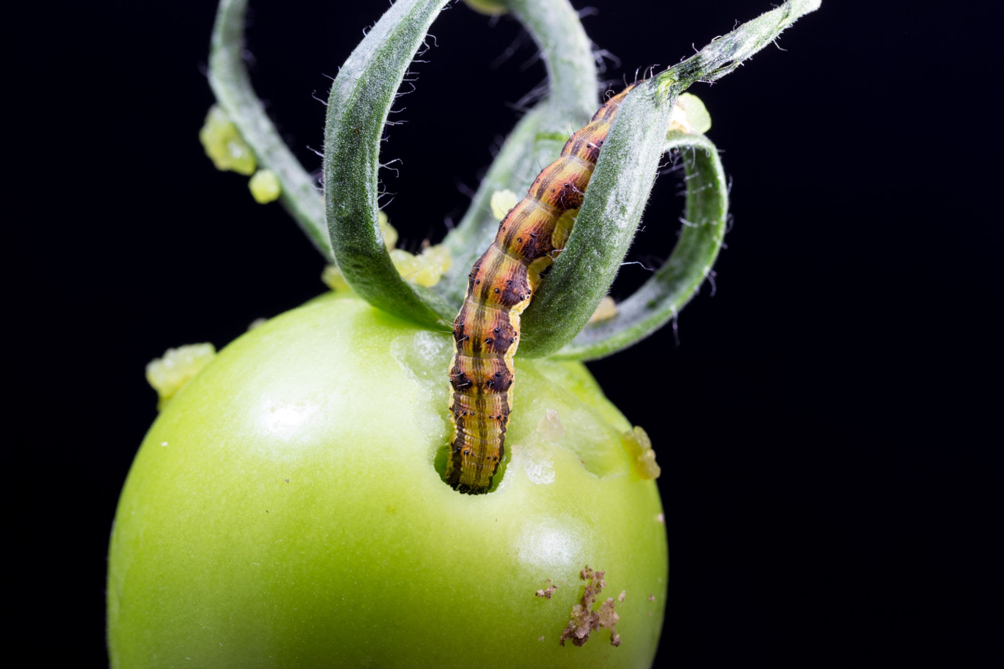 Tomato Fruitworms - Pestipedia