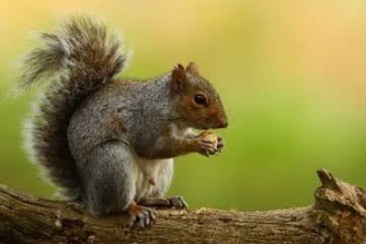 Tree Squirrel - Pestipedia