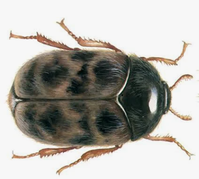 Trogoderma Beetles - Pestipedia