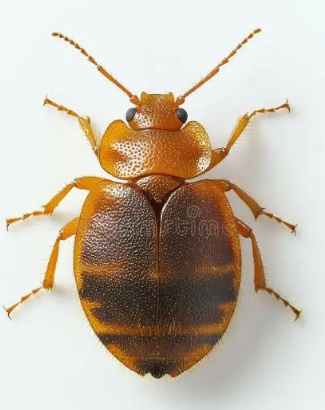 Tropical Bed Bugs - Pestipedia