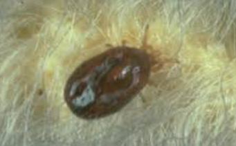 Tropical Rat Mites - Pestipedia