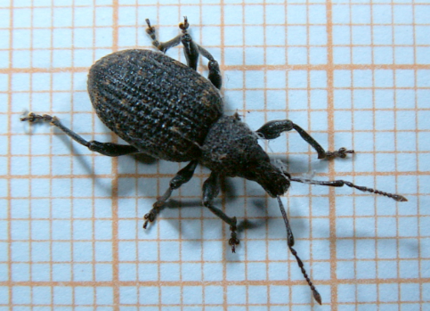 Trumpet Vine Weevils - Pestipedia