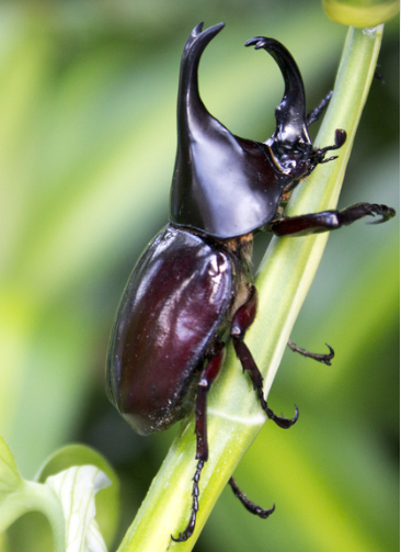 Tundra Beetle - Pestipedia