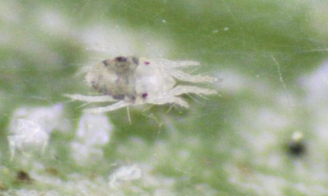 Turf Mites - Pestipedia