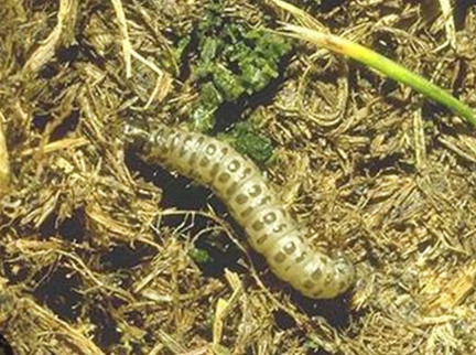 Turf Webworms - Pestipedia