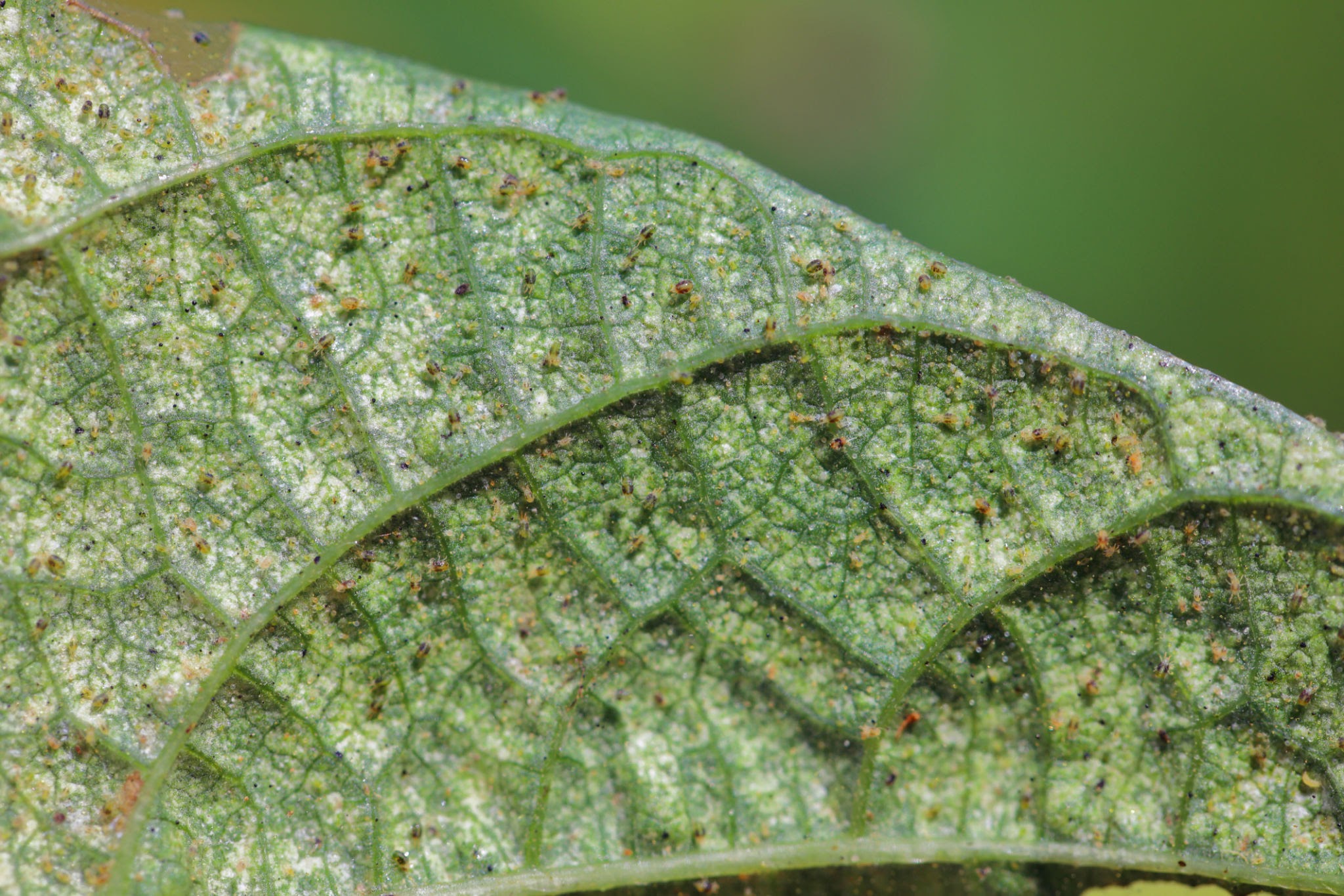 TTwo-Spotted Spider Mites - Pestipedia