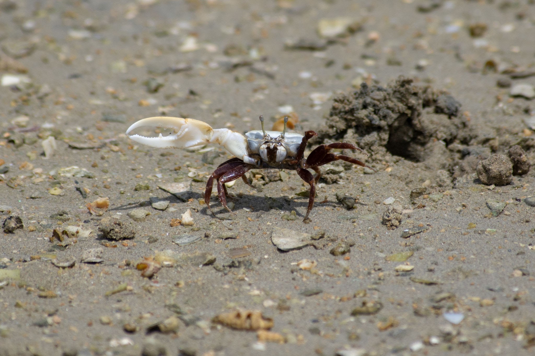 Uca Crab - Pestipedia