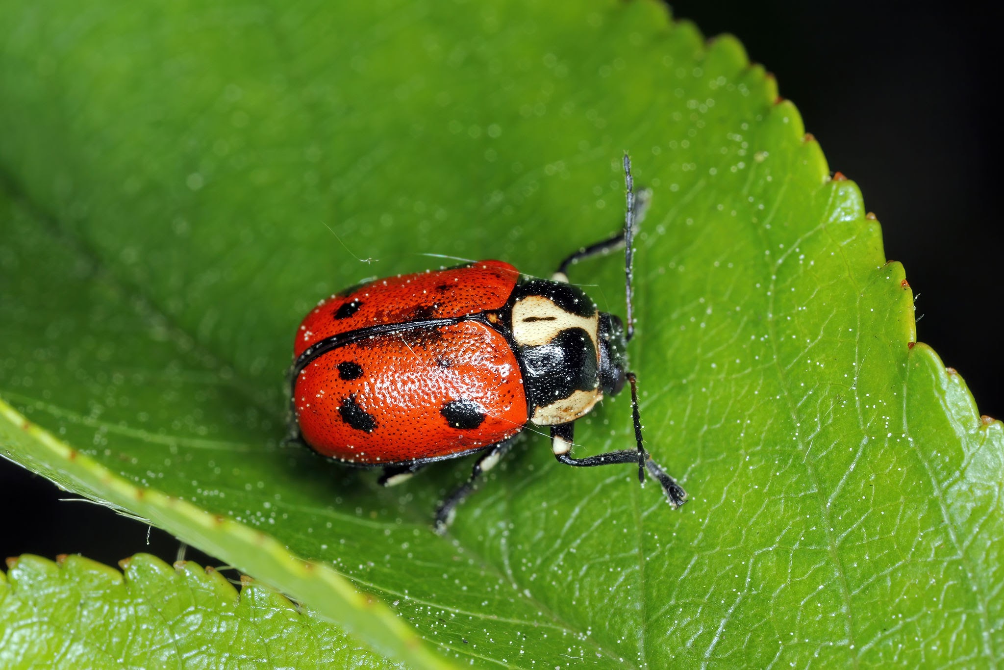 Ugandan Leaf Beetle - Pestipedia