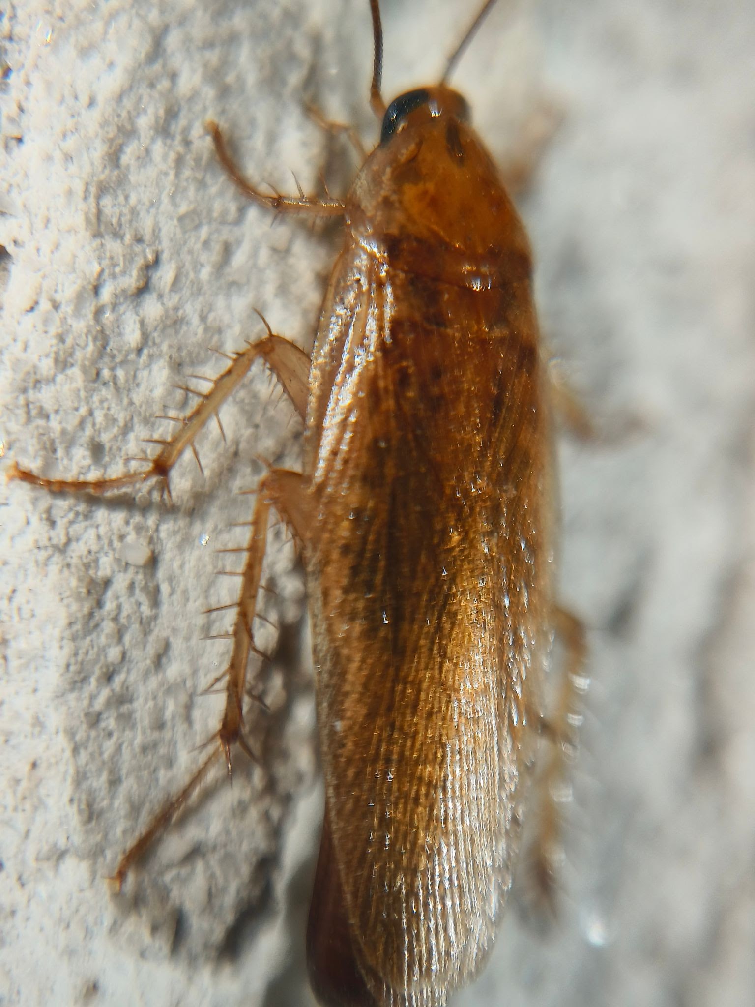 Uhler’s Wood Cockroach - Pestipedia