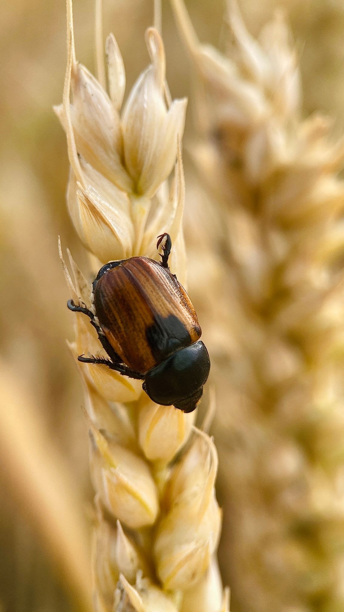 Ukranian Grain Beetle - Pestipedia