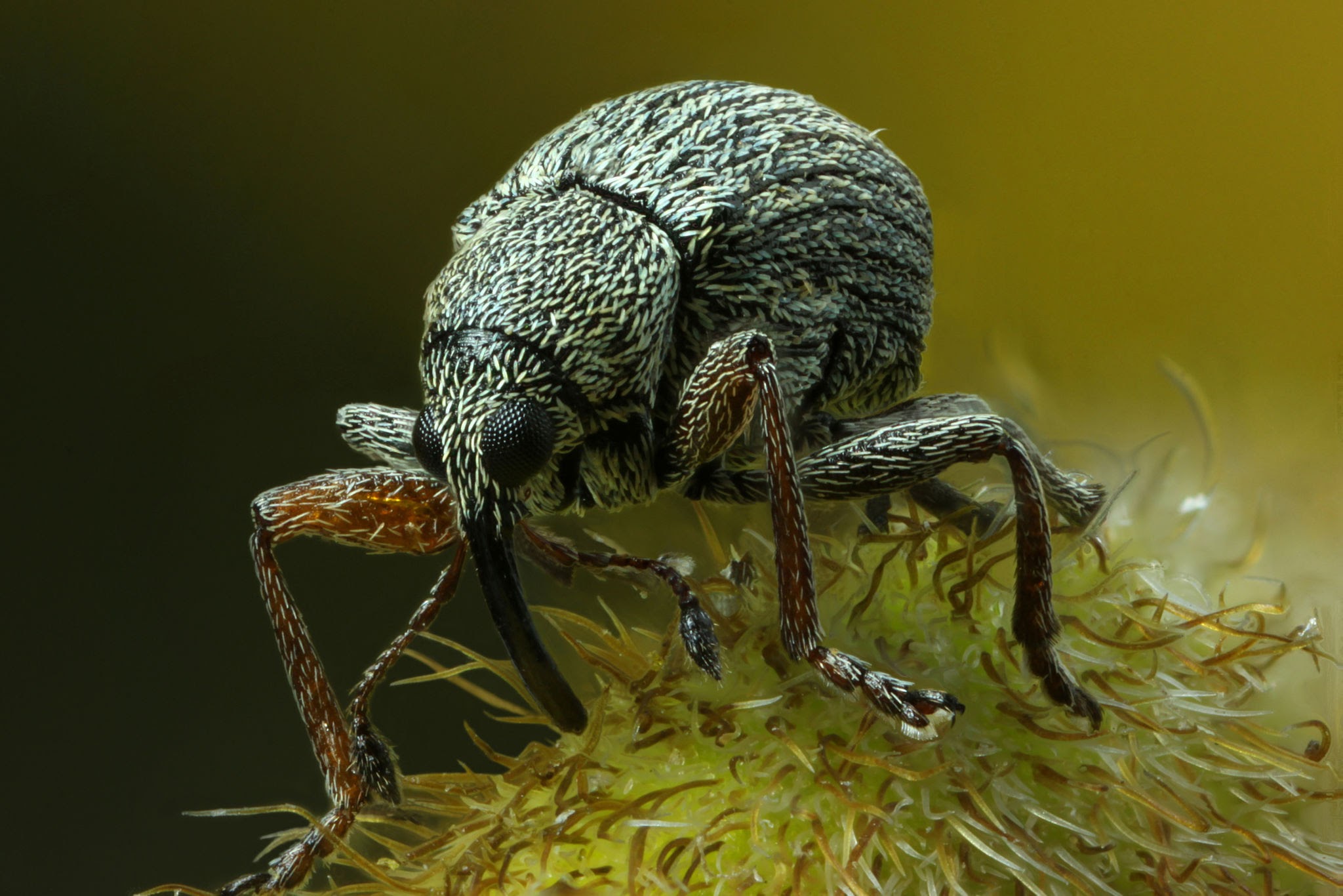 Ulex Weevil - Pestipedia