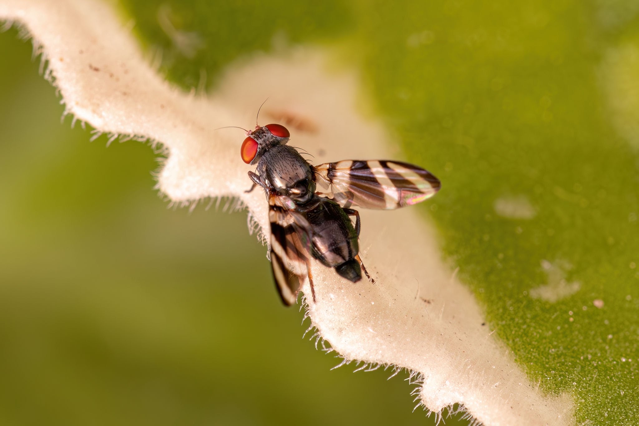 Ulidiid Picture-winged Flies - Pestipedia