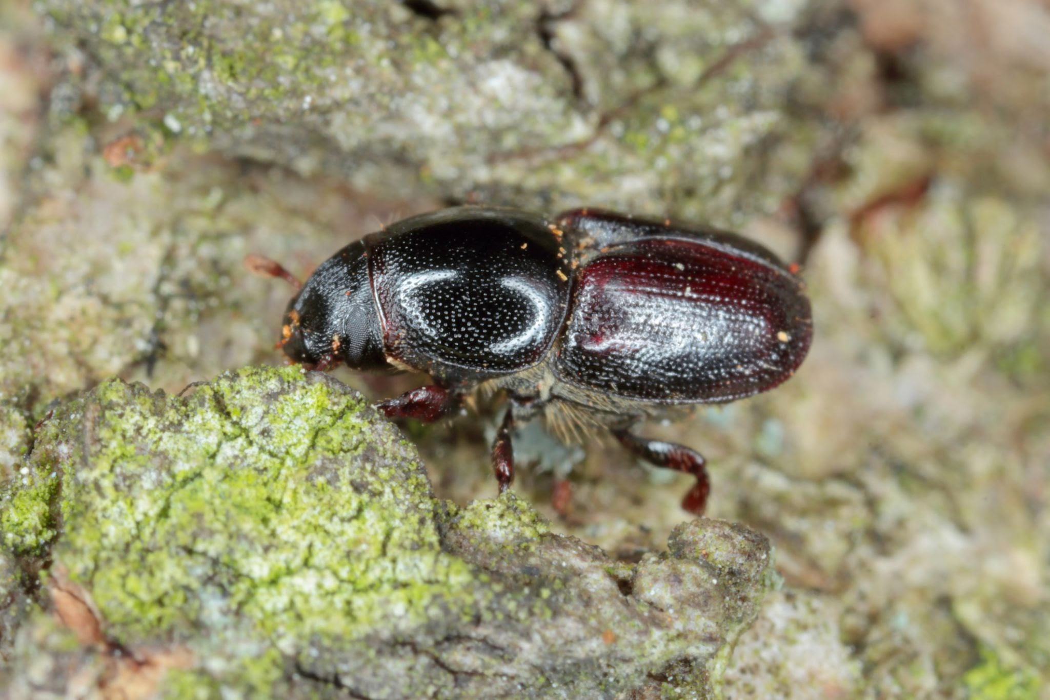 Ulmus Bark Beetler - Pestipedia