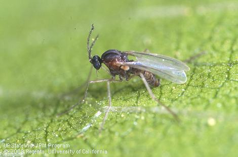Ulmus Gall Midge - Pestipedia