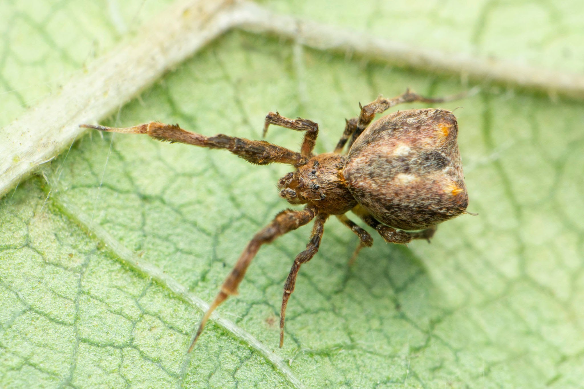 Uloborid Spider - Pestipedia