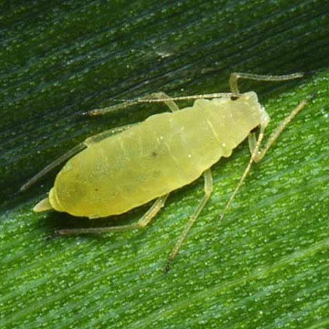 Ulster Grass Aphids - Pestipedia
