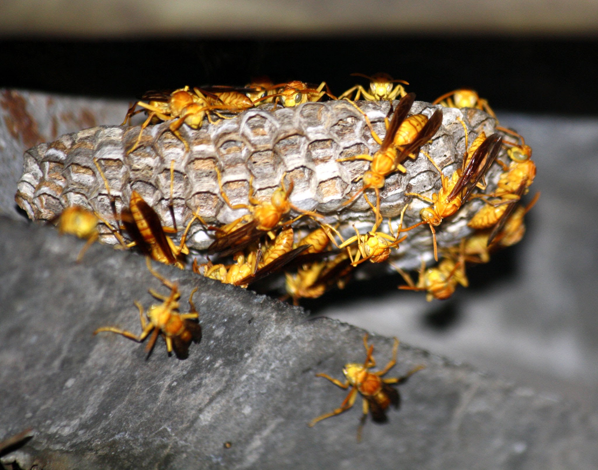 Umbrella Wasp - Pestipedia