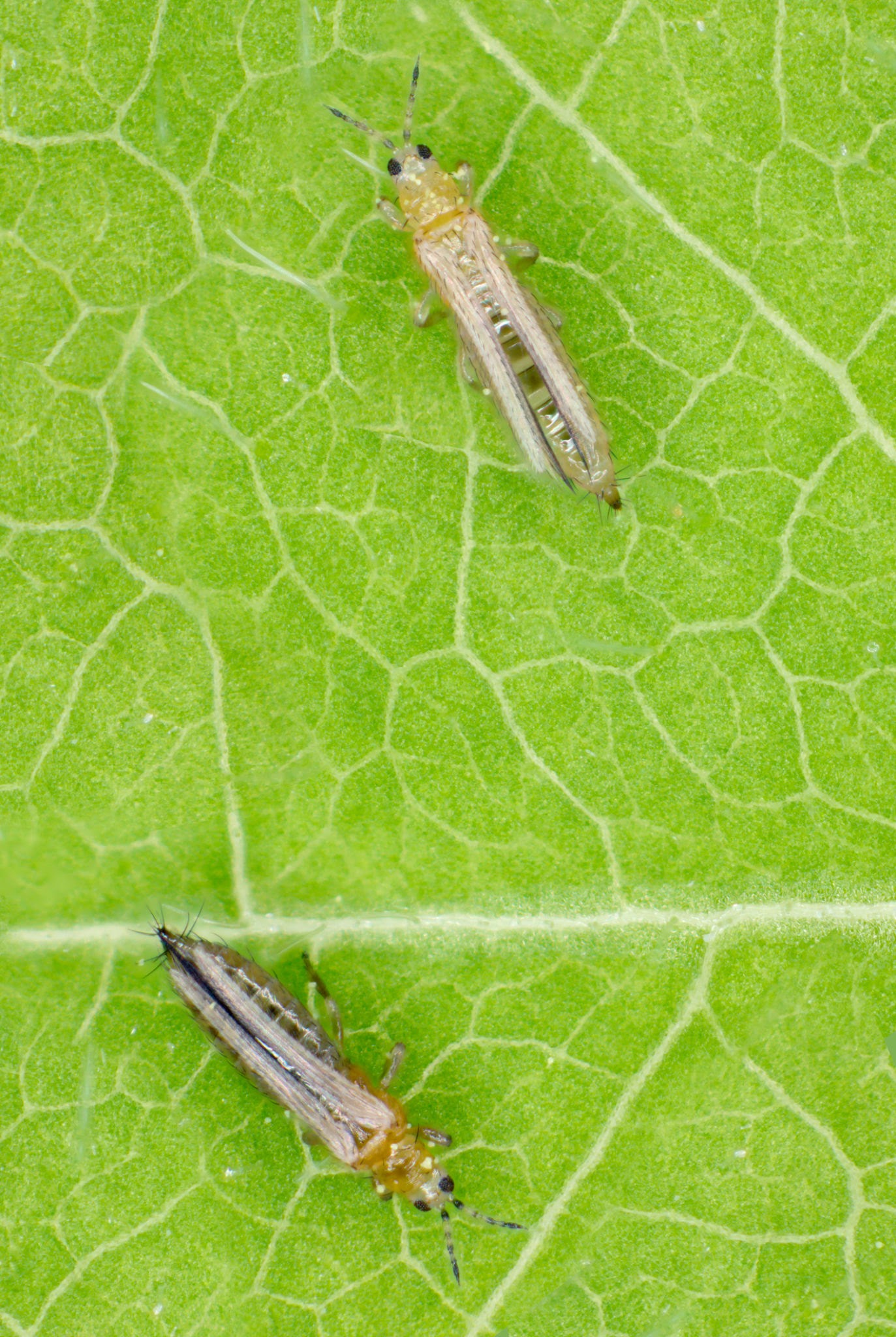 Under-leaf Thrips - Pestipedia