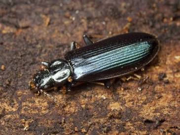 Underbark Beetle - Pestipedia