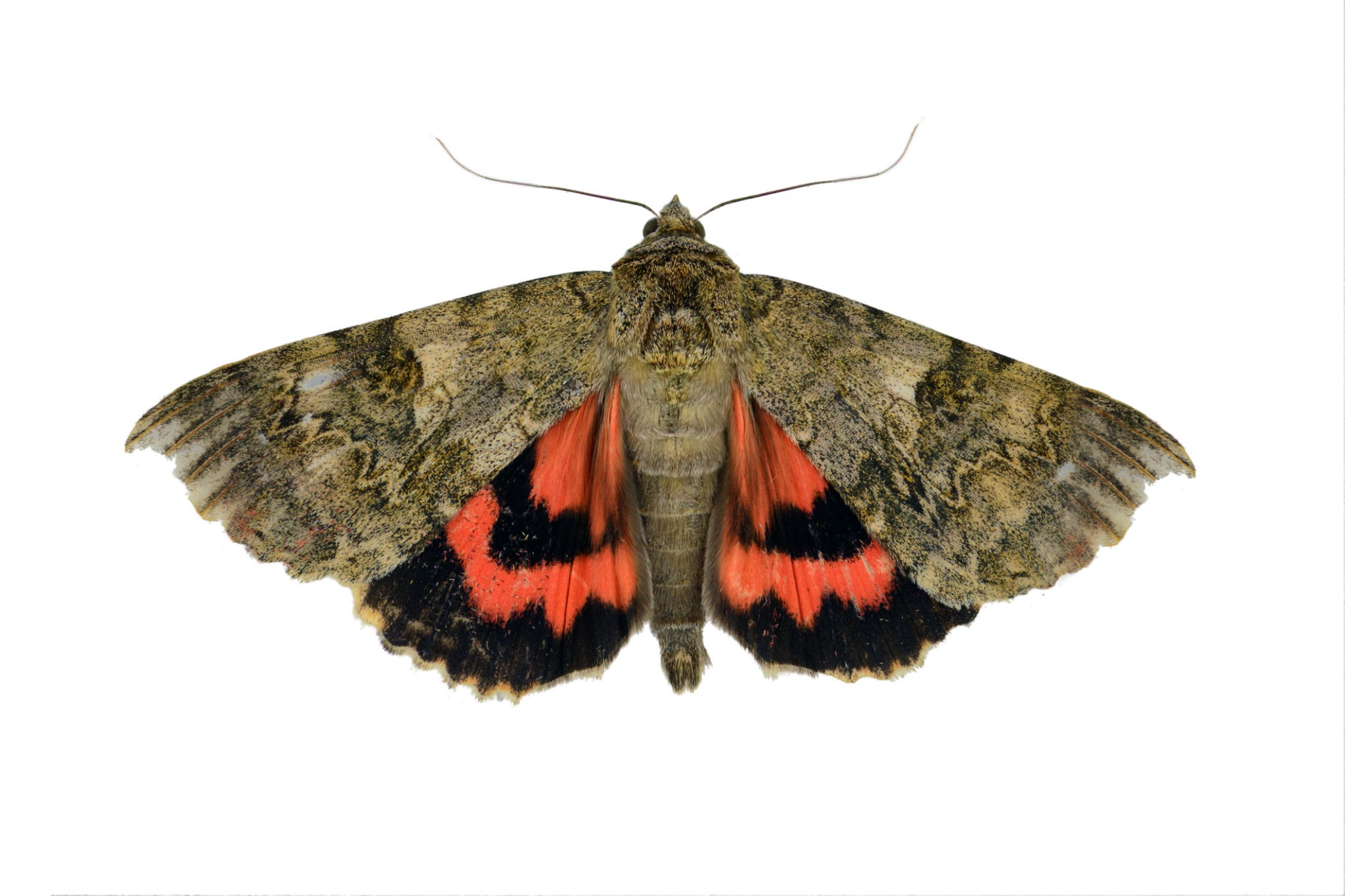 Underwing Moth - Pestipedia