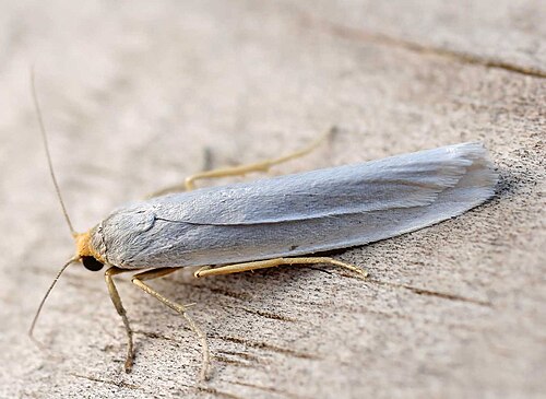 Uniola Moths - Pestipedia
