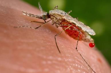 Upper Nile Mosquito - Pestipedia