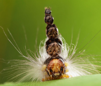 Uraba Skeletonizer Caterpillar - Pestipedia