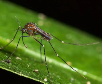 Uranotaenia Mosquitoes - Pestipedia