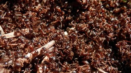 Urban Ants - Pestipedia