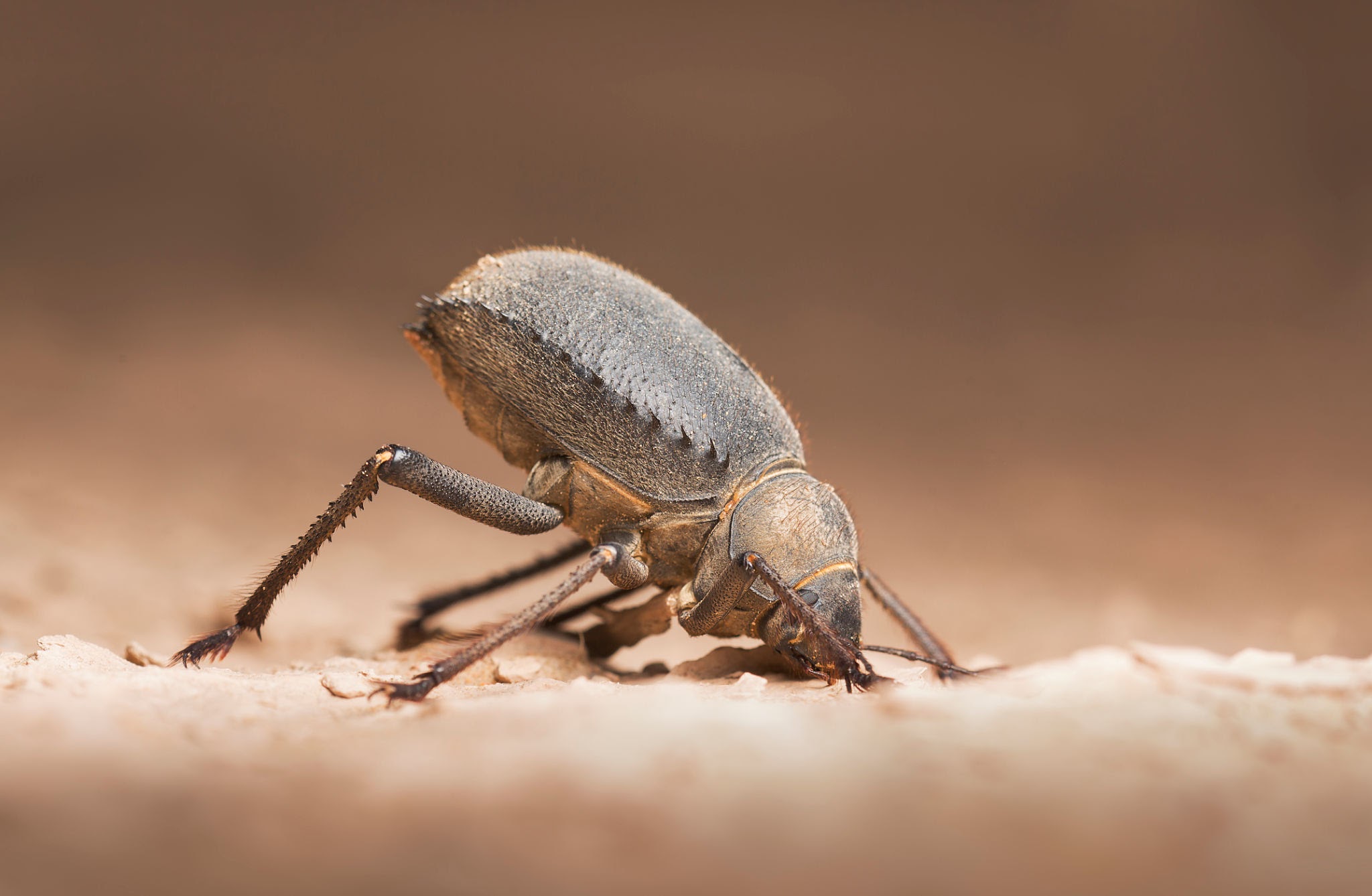Urchin Beetle - Pestipedia