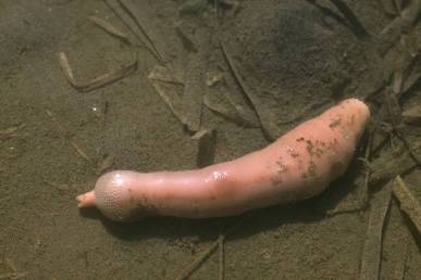 Urechis Burrowing Worms - Pestipedia