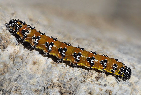 Uresiphita Caterpillars - Pestipedia