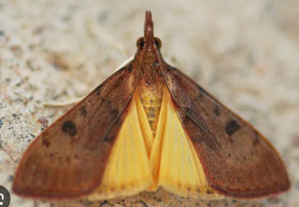 Uresiphita genistae Moth - Pestipedia