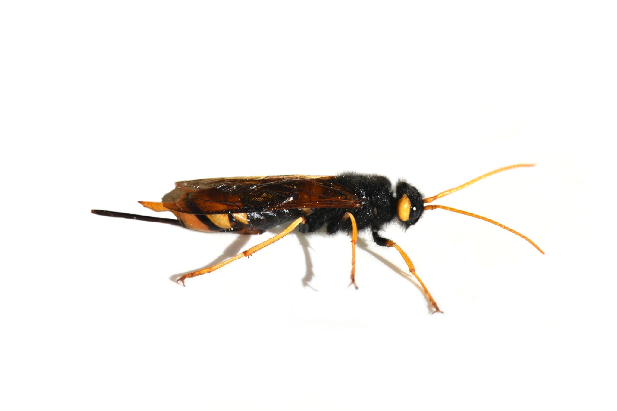 Urocerid Wood Wasps - Pestipedia