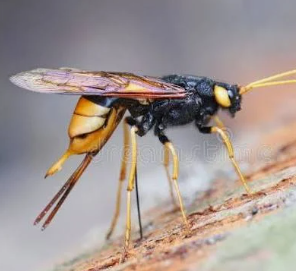 Urocerus Horntails - Pestipedia