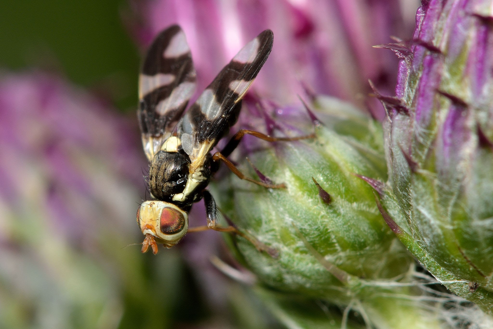 Urophora Fruit Fly - Pestipedia