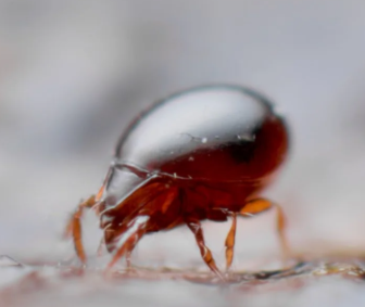 Uropoda Soil Mites - Pestipedia