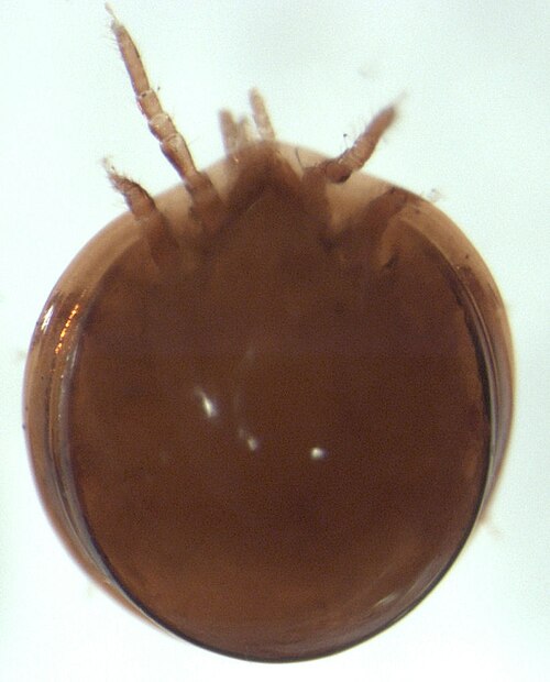 Uropodid Mites - Pestipedia