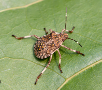 Urostylid Stink Bugs - Pestipedia