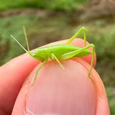 Uvarovistia Grasshoppers - Pestipedia