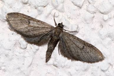 V-Pug Moth - Pestipedia