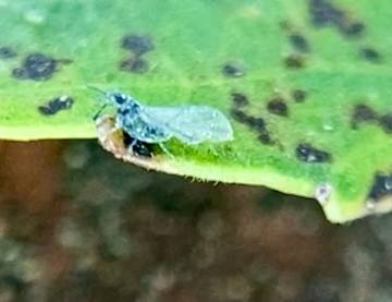 Vagabond Aphid - Pestipedia