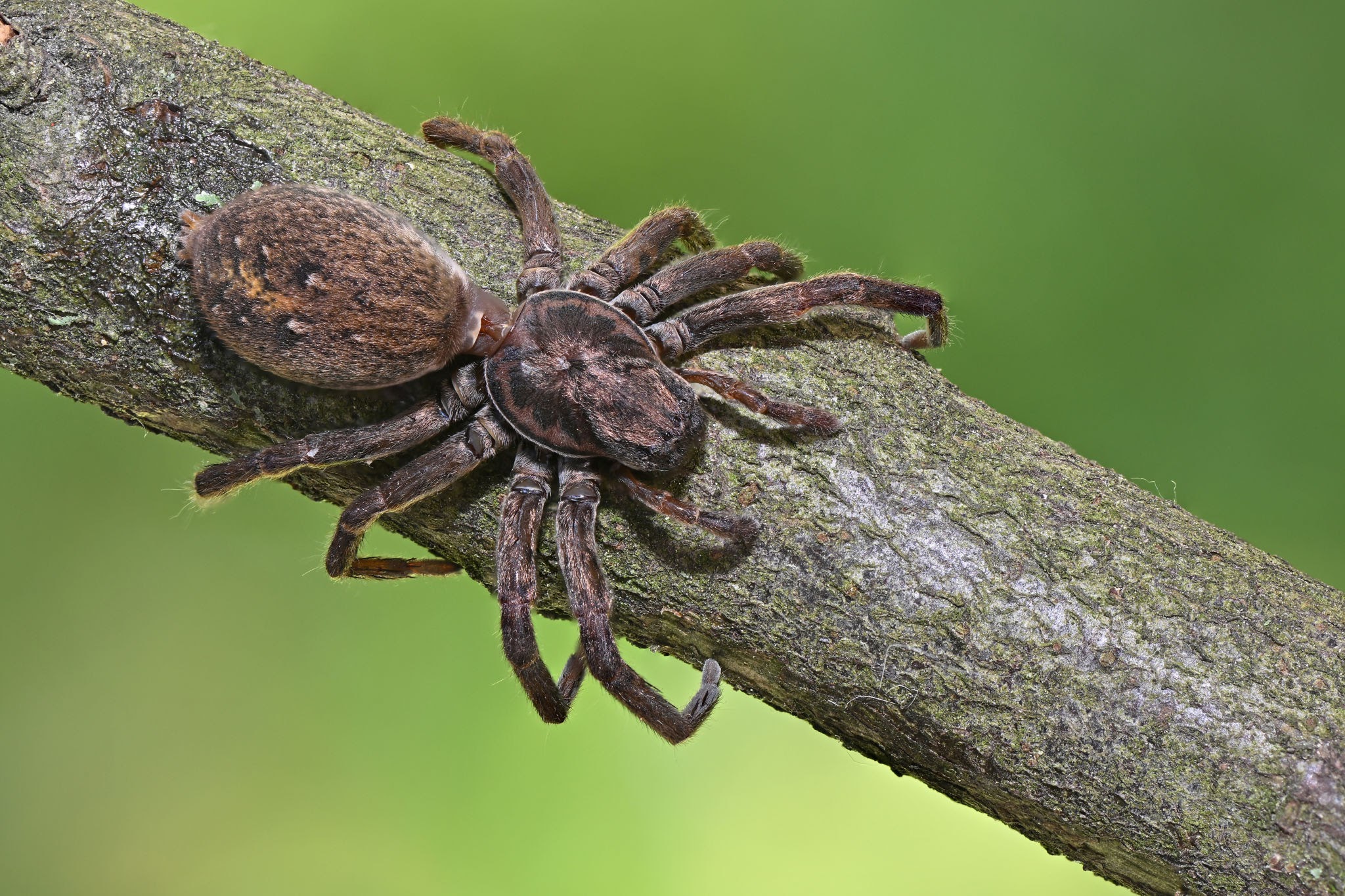 Vagrant Spiders - Pestipedia