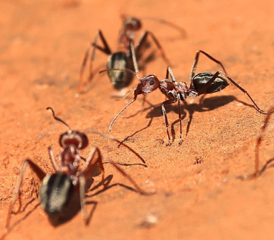Valesid Ants - Pestipedia