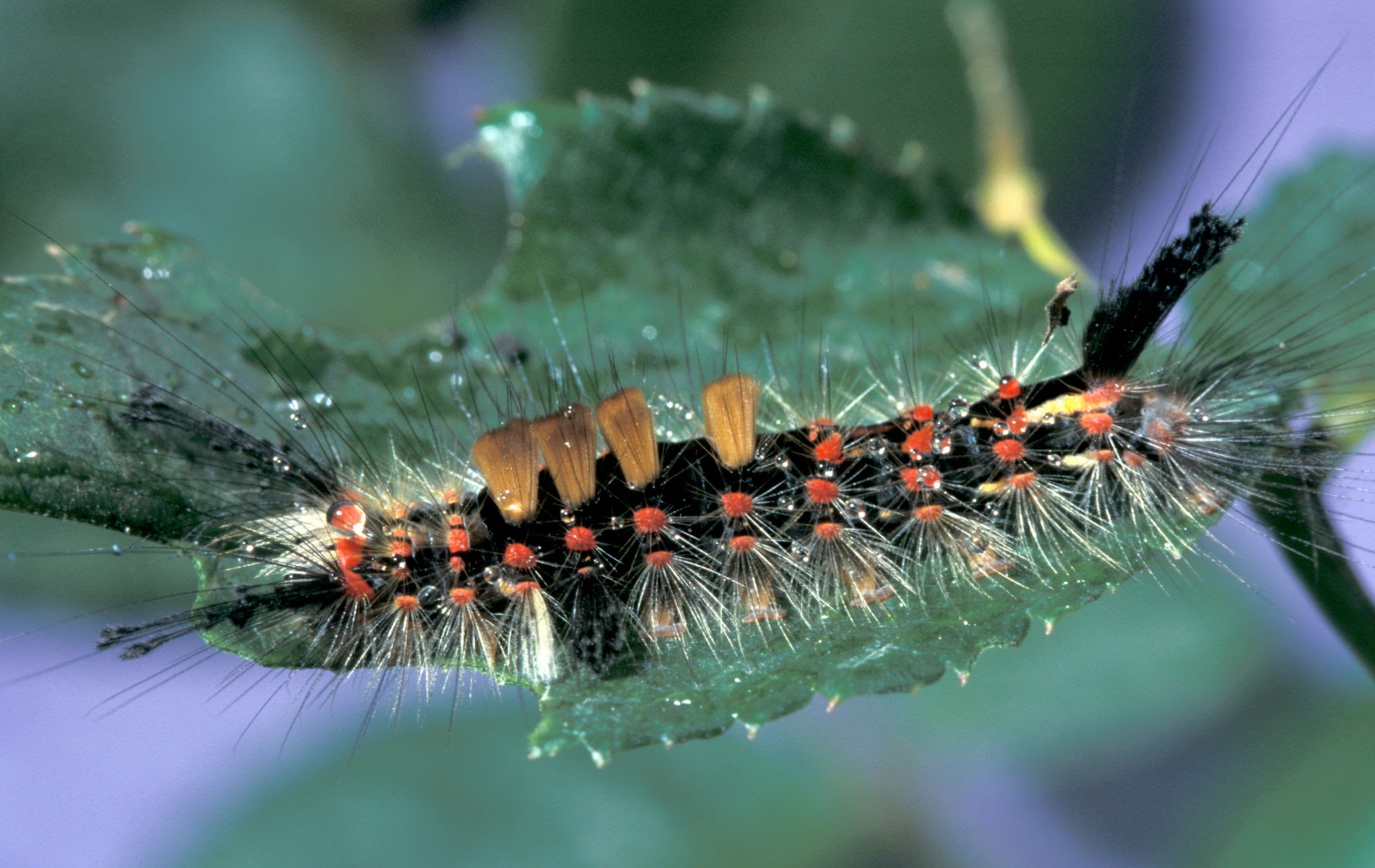 Vapourer Moth - Pestipedia