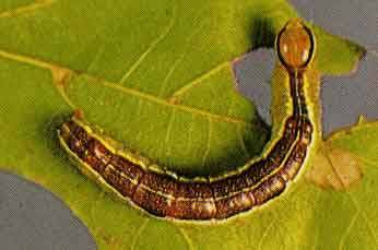 Variable Oakleaf Caterpillar - Pestipedia